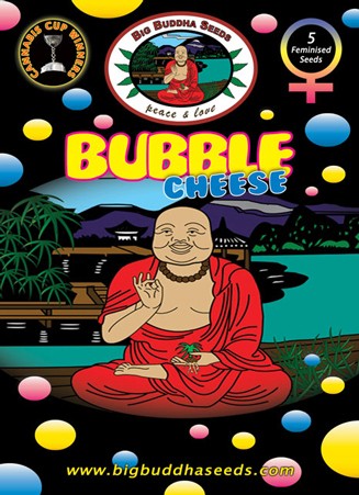 BIG BUDDHA SEEDS - BUBBLE CHEESE - 5 Feminised 