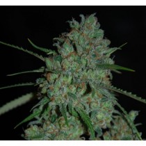 EXPERT SEEDS - AFGHAN SKUNK - 3 PACK