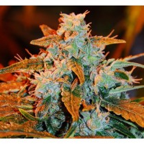 EXPERT SEEDS - AUTO BLUEBERRY - 3 PACK