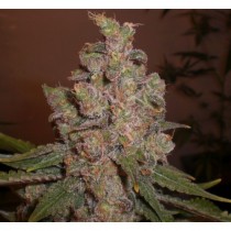 EXPERT SEEDS - CHEESE - 3 PACK