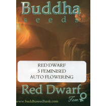 BUDDHA SEEDS - RED DWARF - 5 FEMINISED