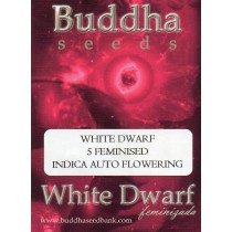 BUDDHA SEEDS - WHITE DWARF - 5 FEMINISED